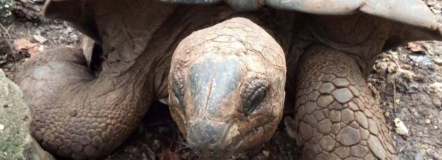 Zanzibar : visite guidée de l'île de la prison avec un guide local