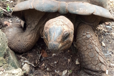 Zanzibar: tour guidato dell'isola prigione con guida localeZanzibar: tour guidato dell'isola prigione con una guida locale