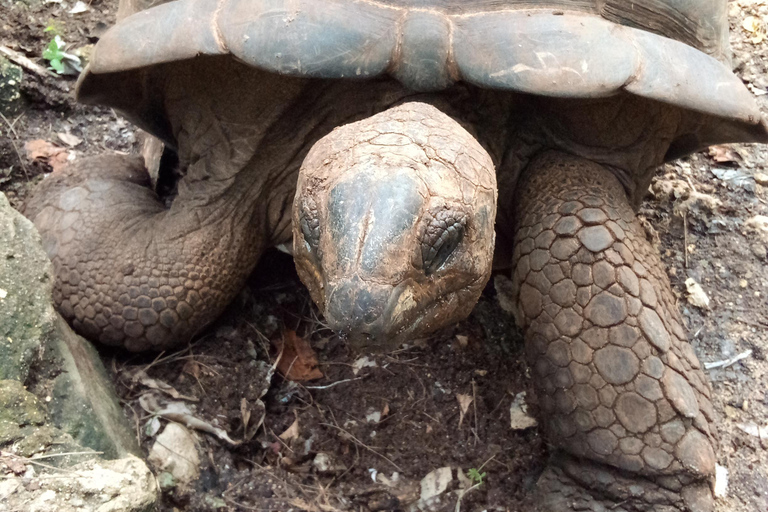 Zanzibar: tour guidato dell'isola prigione con guida localeZanzibar: tour guidato dell'isola prigione con una guida locale