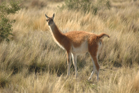 From Puerto Madryn: Full-Day Valdes Peninsula Tour