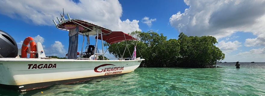 Guadeloupe : Excursion dans le Grand Cul de Sac Marin et la mangrove