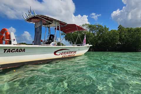 Guadeloupe : Excursion dans le Grand Cul-de-Sac Marin et la mangrove