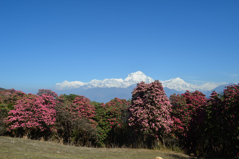 Mardi Himal & Poonhill : Annapurna Vista