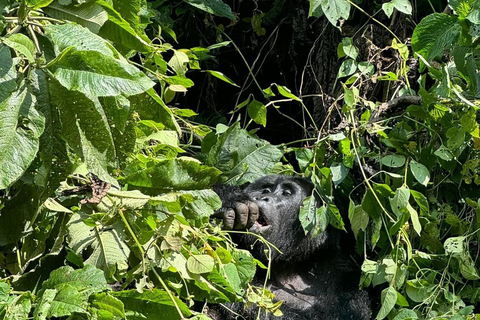 1 Dag Gorilla Trek &amp; Karisoke Onderzoekscentrum, Vulkanen NP