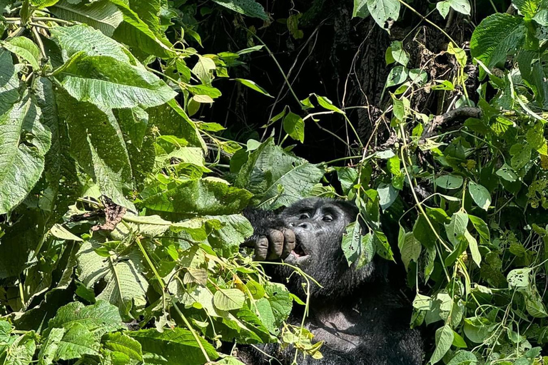 1 journée de randonnée pour les gorilles et le centre de recherche de Karisoke, PN des Volcans