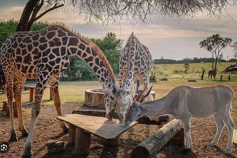 Mombasa: Giraffenfütterung im Haller Park mit dem Auto.