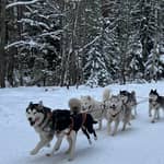 Da Riga: slitta con husky o tour in kart + bevanda locale