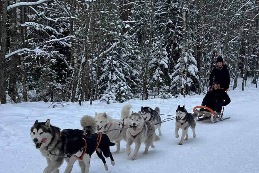 Ab Riga: Husky-Schlittenfahrt oder Wheel Kart Tour. Foto: GetYourGuide