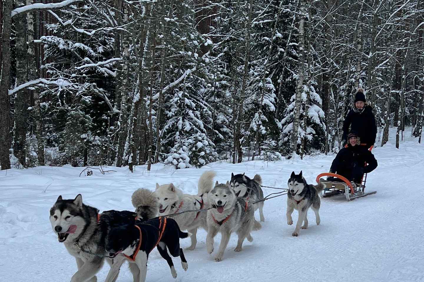Depuis Riga : Balade en traîneau à chiens ou en kart