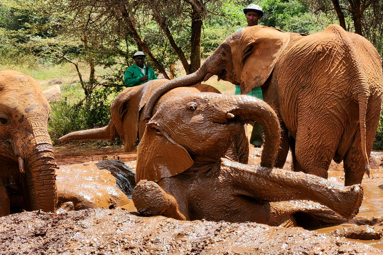 Visite de l'Orphelinat des éléphants et des Bomas du Kenya