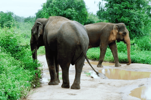 Circuit de 11 nuits et 12 jours au Sri Lanka : Nature, Culture, Expériences locales !