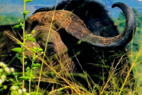 Nairobi National Park Half-Day Safari – Wildlife Game Drive