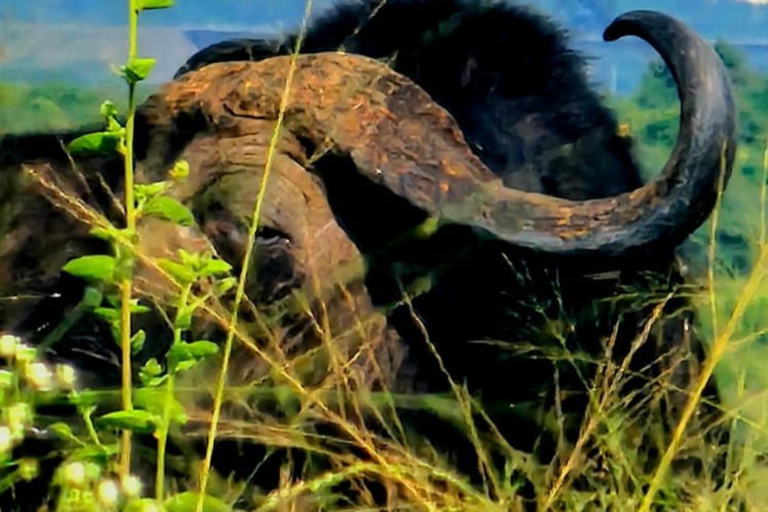 Nairobi National Park Half-Day Safari – Wildlife Game Drive