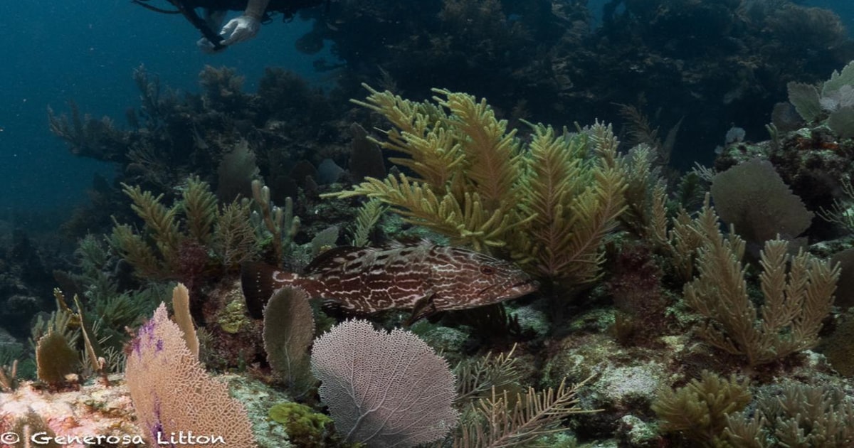 Puerto Morelos: Diving at Puerto Morelos Reef | GetYourGuide