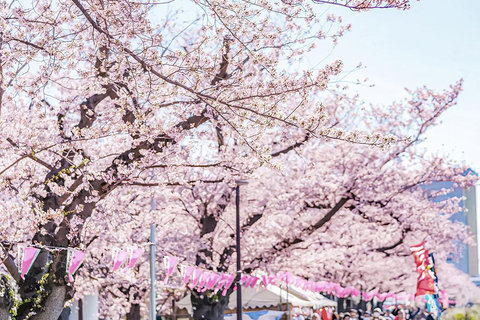 Cherry Blossom Seasonal Special: Classic Tokyo Day Tour Includes beef set meal