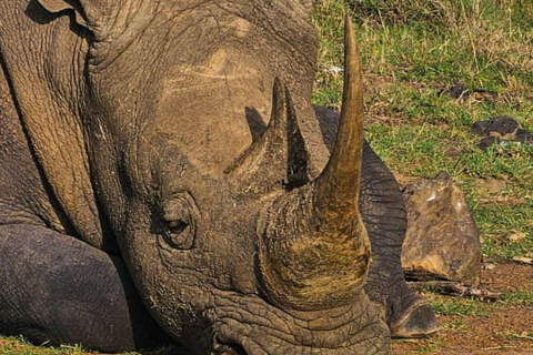 Nairobi National Park Evening and Sundowner Game Drive