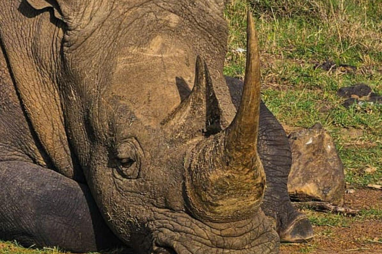 Nairobi National Park Evening and Sundowner Game Drive