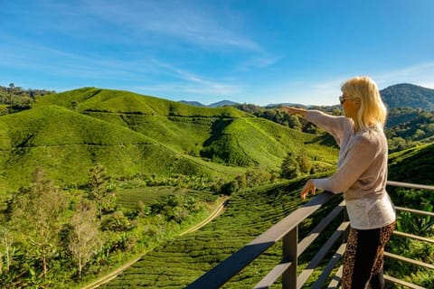 From Kuala Lumpur: Cameron Highlands Private Tour