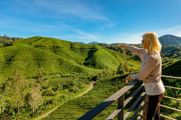From Kuala Lumpur: Cameron Highlands Private Tour