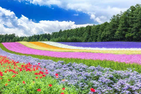 From Sapporo: Blue Pond, Farm Tomita, & Shikisai-no-Oka Tour