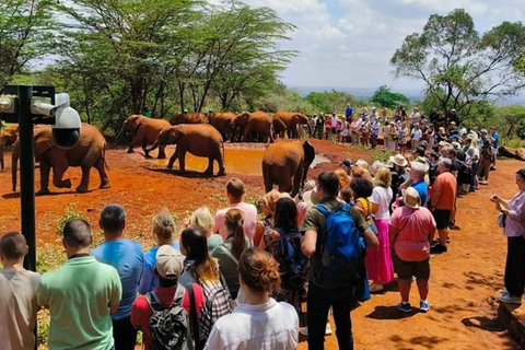 Nationaal park Nairobi, olifantenweeshuis en giraffencentrum