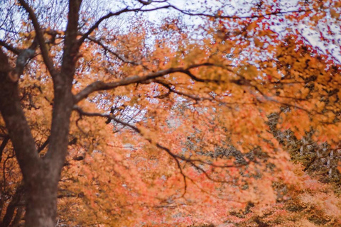 Naejangsan: Hoogtepunt van een Koreaanse herfst dagtrip vanuit SeoulRetourvlucht vanaf Myeongdong Station Exit 3