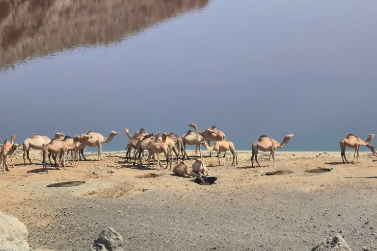 From Addis Ababa: 19-Day Ethiopia Guided Tour with Flights