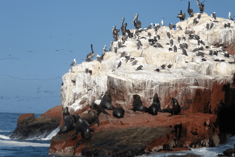 De Lima: Ilhas Ballestas + Oásis de Huacachina 1 diaDe Lima: Ilhas Ballestas + Oásis de Huacachina - 1 dia