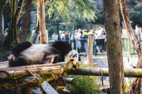 Nanjing Pandas & Ancient City Wall: Private Day Trip