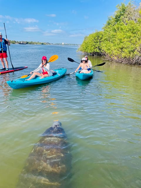 Merritt Island: Manatee Watching Paddle or Kayak Tour | GetYourGuide