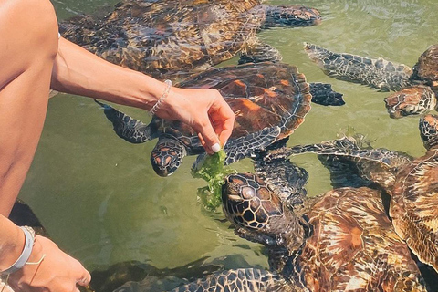 努恩威海滩：海龟探秘与私人日落多哈游船之旅努恩威海滩：海龟与私人日落多哈游船之旅