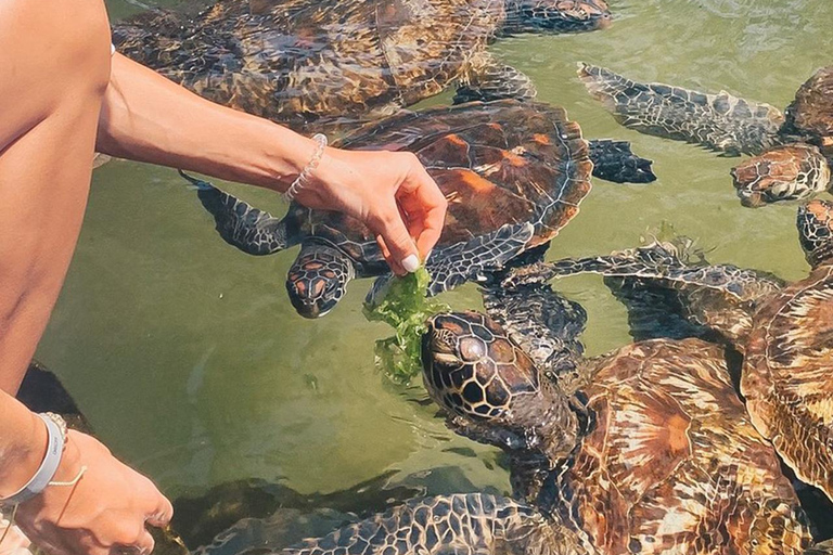 努恩威海滩：海龟探秘与私人日落多哈游船之旅努恩威海滩：海龟与私人日落多哈游船之旅