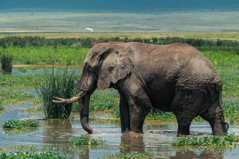 ARUSHA: SAFARI NGORONGORO DAGSUTFLYKTARUSHA: SAFIRI NGORONGORO DAGSUTFLYKT