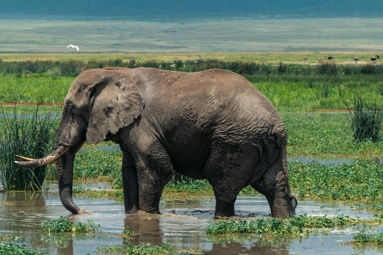 ARUSHA: SAFARI NGORONGORO TAGESTOURARUSHA: SAFIRI NGORONGORO TAGESTOUR