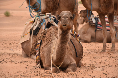 Två dagar och en natt i ett läger, Ksar Ghilane från Djerba