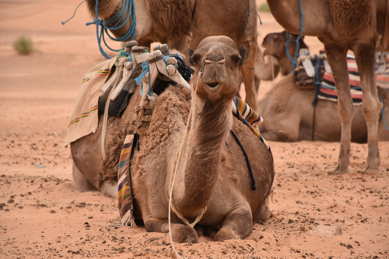 Deux jours et une nuit dans un campement, Ksar Ghilane de Djerba