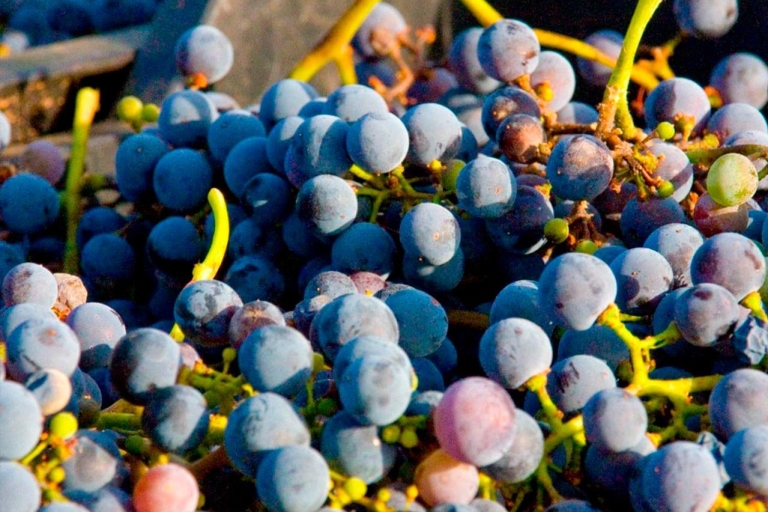 Excursion d'une journée depuis Malaga : dégustation de vin et découverte d'un vignobleLangue