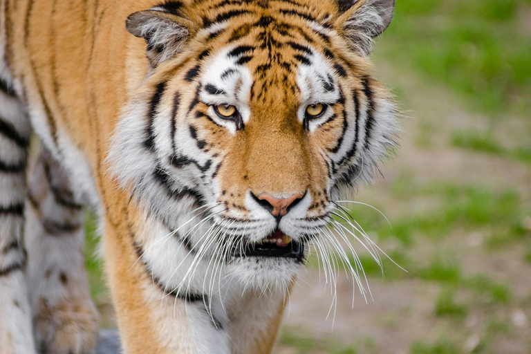 Desde Delhi: Excursión de 4 días al Triángulo de Oro con Safari en TigreRecorrido con hoteles de 5 estrellas.