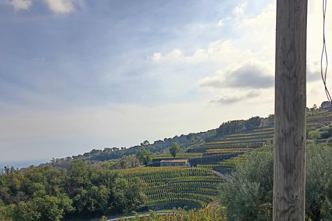 Tour de l&#039;Etna sud avec trekking léger, dégustation de vins et déjeuner