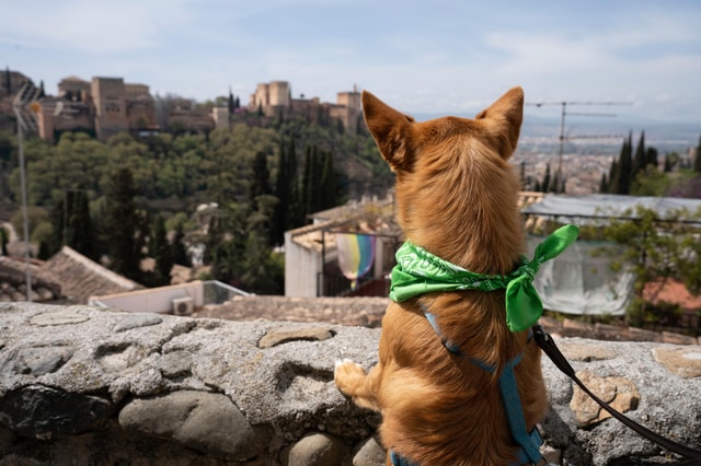 Granada: Pet-Friendly Alhambra Woods Guided Walking Tour with Your Dog
