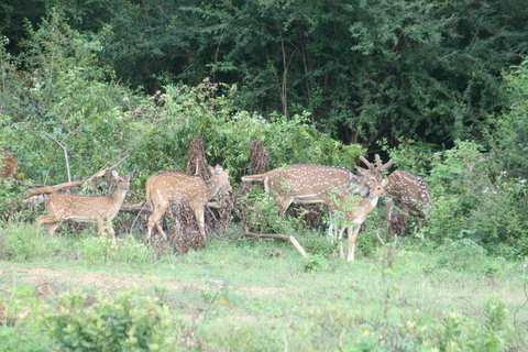 Van:Mirissa/Galle/Hilkaduwa met Udawalawe safari