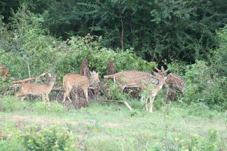 Da:Mirissa/Galle/Hilkaduwa con safari Udawalawe