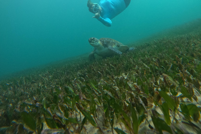 Manly Beach Guided Snorkeling Tours Open Group Tour