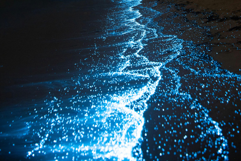 Vieques: Bioluminescent Bay Clear Bottom Kayaking