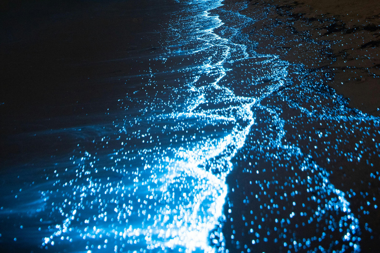 Vieques: Bioluminescent Bay Clear Bottom Kayaking