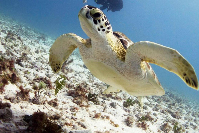 Isla Mujeres: 2-Tank-Tauchgang für zertifizierte Taucher