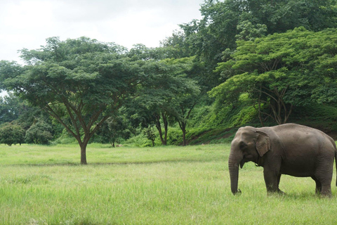 Chiang Mai: Ethical Elephant Experience - Transfer Options A : Meeting Point Feeding, Walk with Elephants (No Transfer)