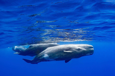 Funchal: Cruzeiro de observação de baleias e natação com golfinhos