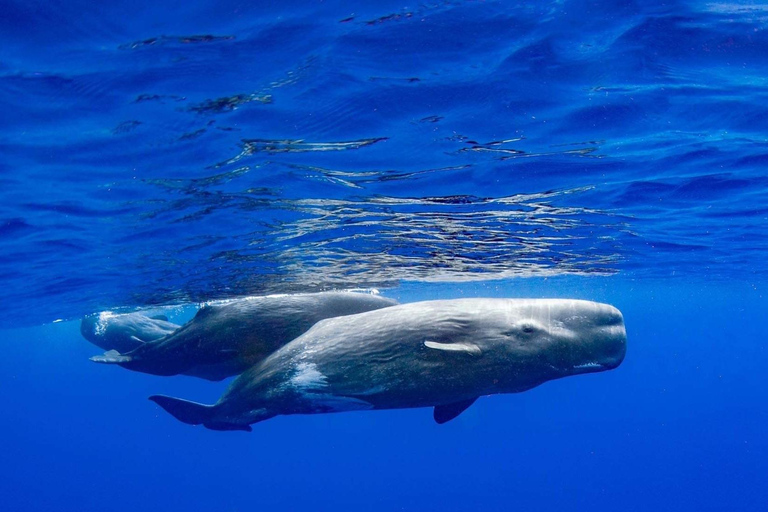 Funchal: Cruzeiro de observação de baleias e natação com golfinhos