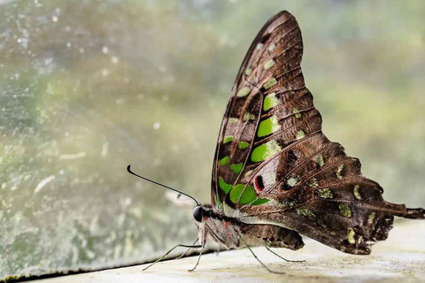 Sinharaja-Regenwald (UNESCO) &amp; Öko-Tour (3 Tage) mit HotelSinharaja-Regenwald (UNESCO) &amp; Öko-Tour (3 Tage) mit Hotel